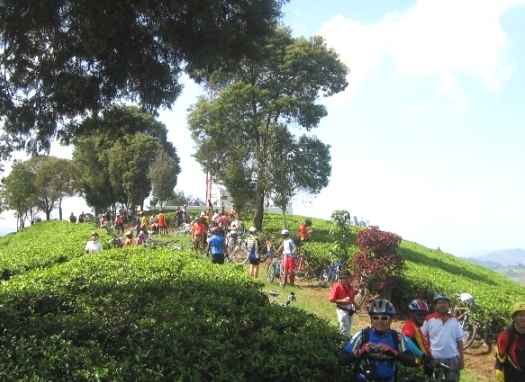 biking-up-hill-of-tea-plantation.jpg
